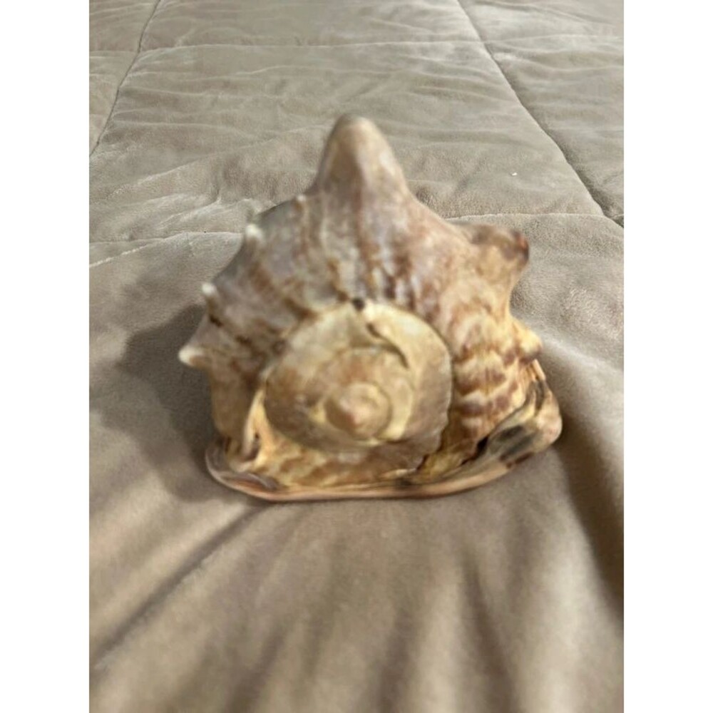 Horned Helmet Sea Shell Conch - Picture 2 of 9